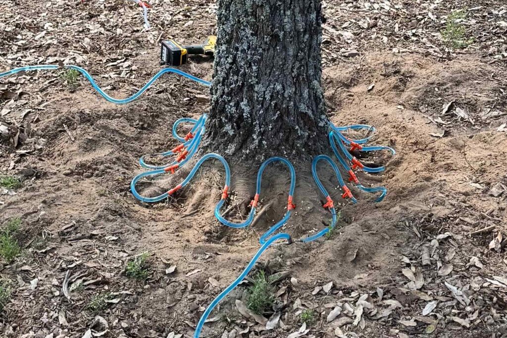 Macro-infusion oak wilt treatment with injection tubing installed at the root flare of an oak in Aiken SC