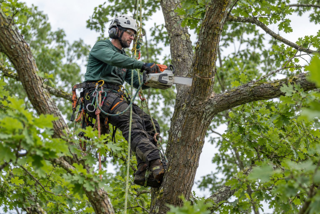 Tree Care in Graniteville - SC in progress as a crew prunes limbs above a backyard fence