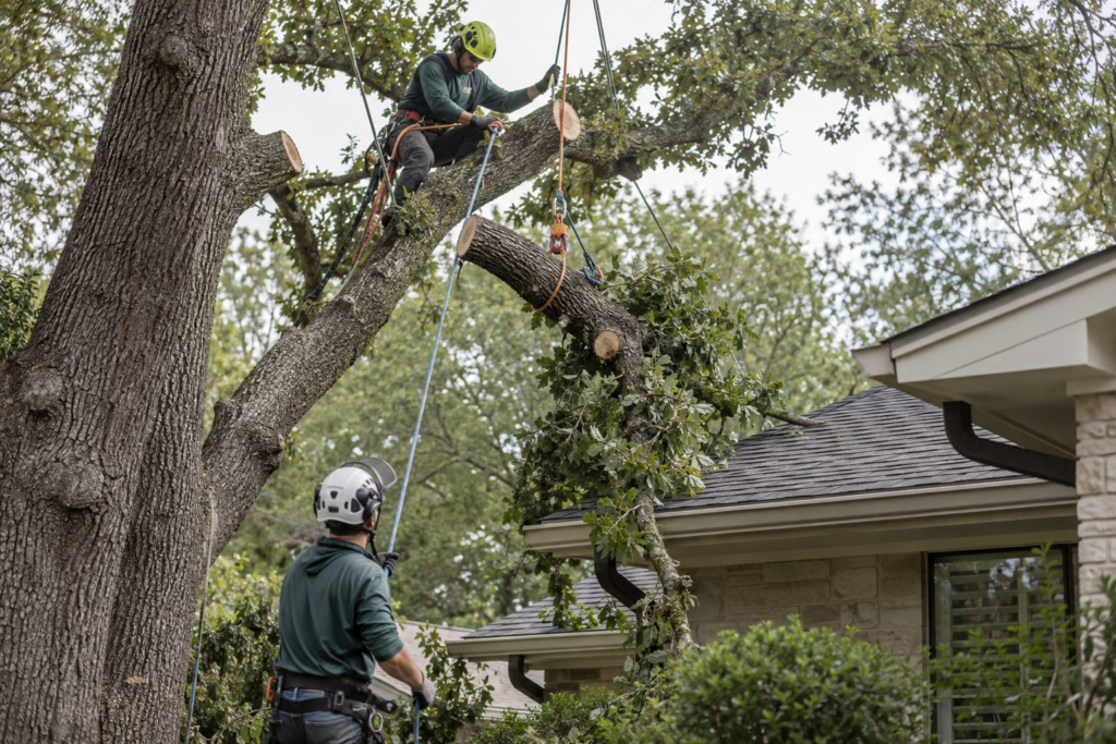 Tree Care in Edgefield - SC underway as a crew prunes overgrown limbs above a residential driveway